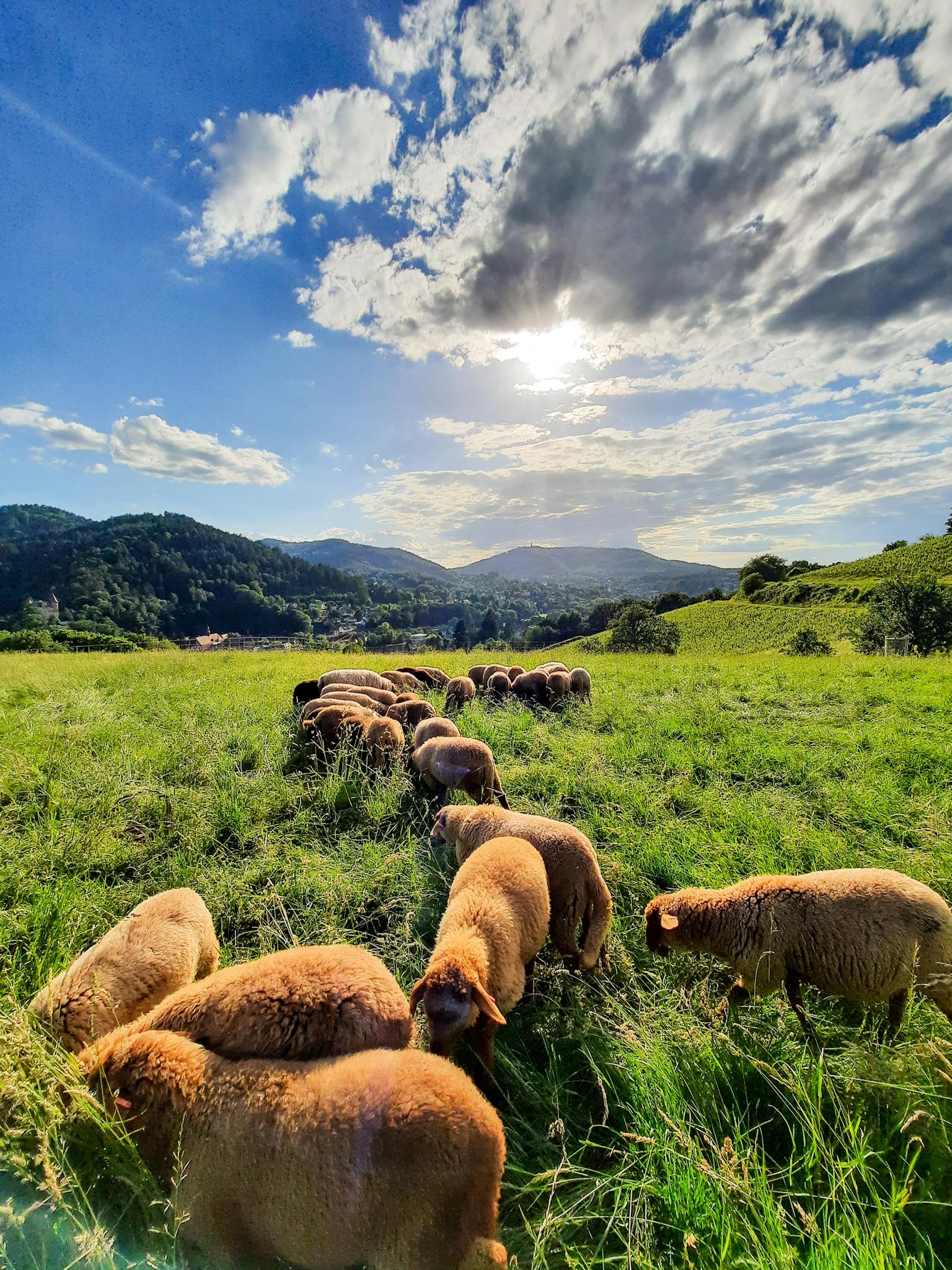 Landscape photography of Ispaša - Croatian countryside and natural landscapes